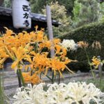新羽　西方寺　曼珠沙華（彼岸花）
