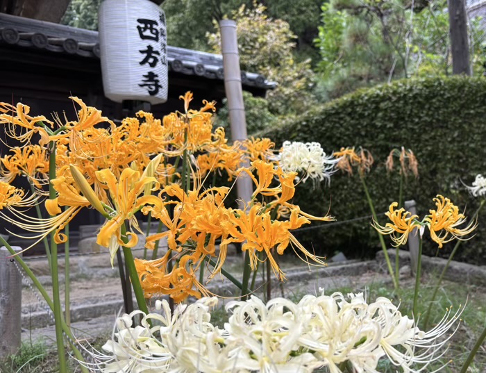新羽　西方寺　曼珠沙華（彼岸花）