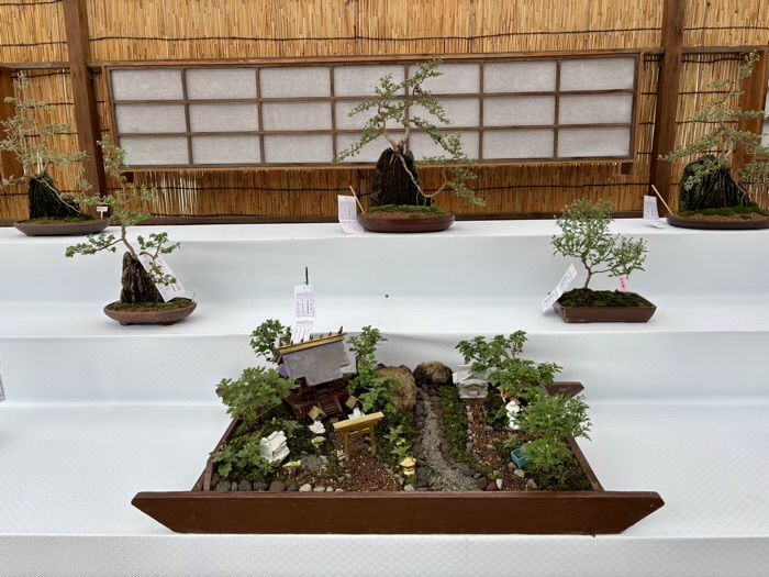 九段下　靖国神社　奉納菊花展