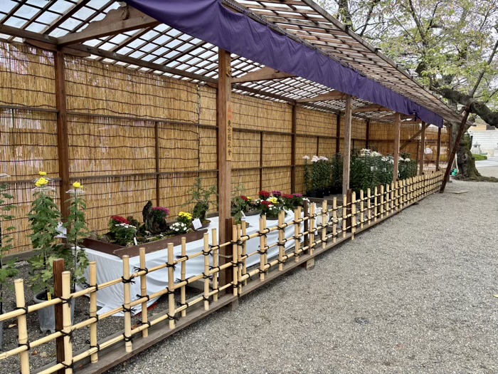 九段下　靖国神社　奉納菊花展