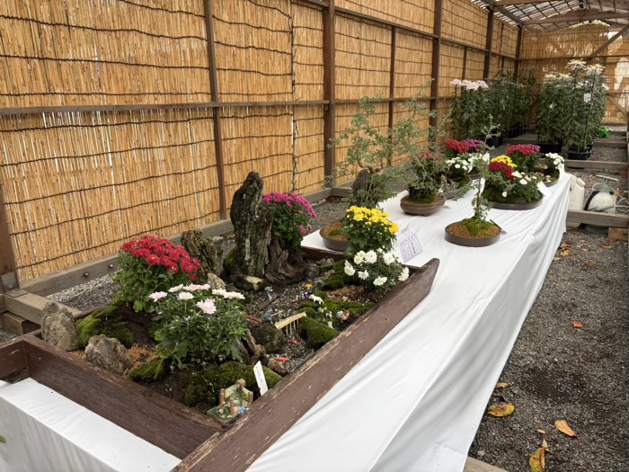 九段下　靖国神社　奉納菊花展