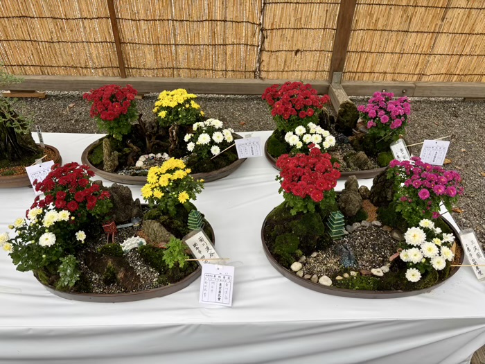 九段下　靖国神社　奉納菊花展
