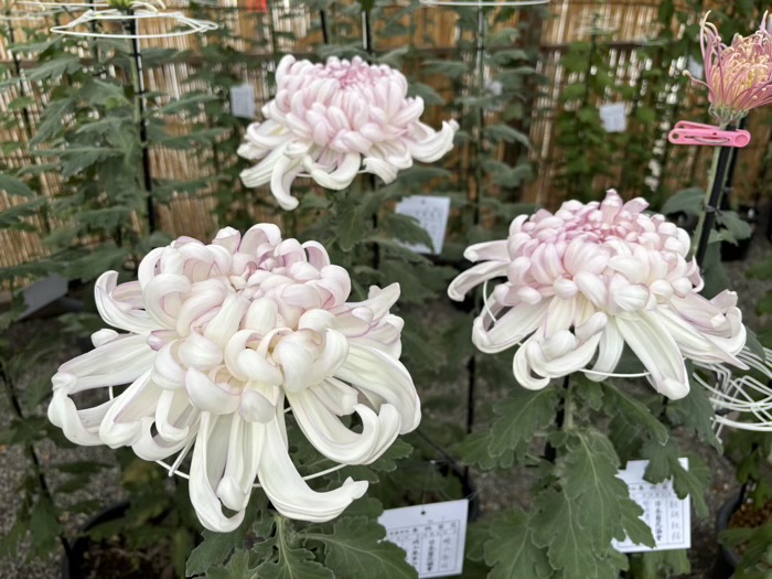 九段下　靖国神社　奉納菊花展