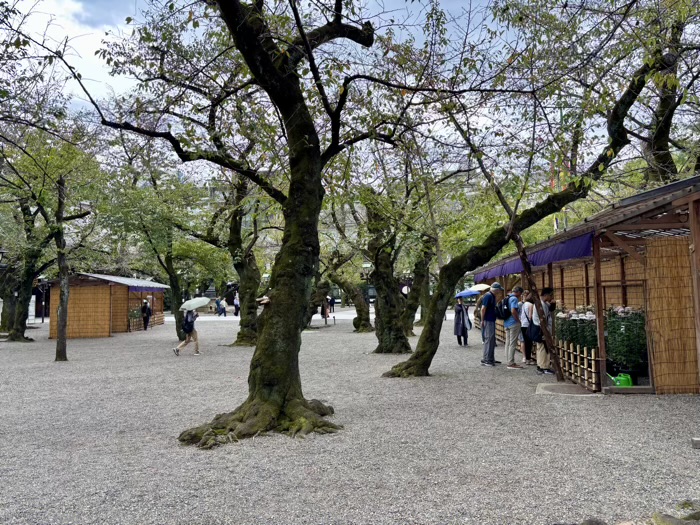 九段下　靖国神社　奉納菊花展
