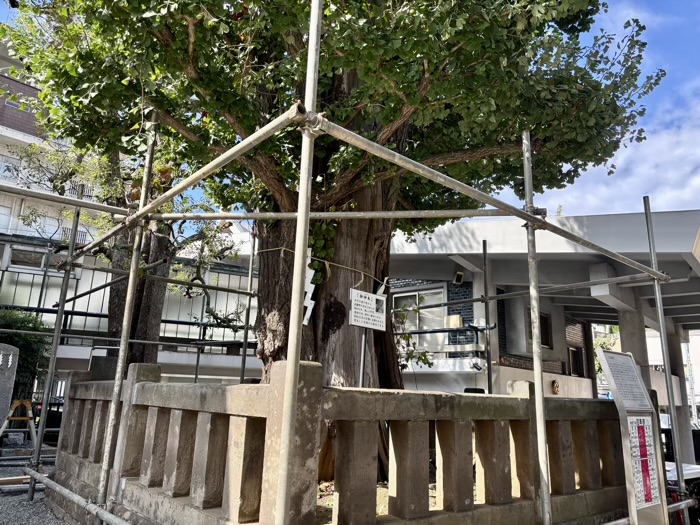 東京　目黒　大鳥神社　奇跡の大銀杏