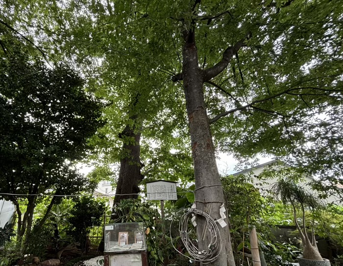 品川区 戸越八幡神社 ケンポナシの木
