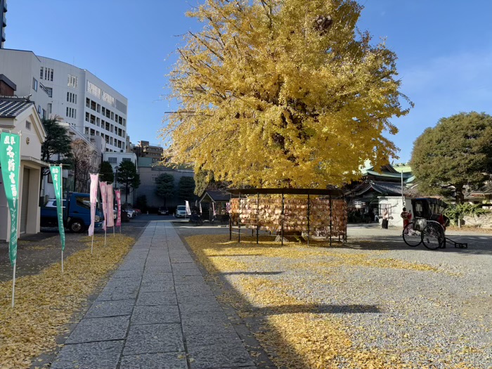 浅草　今戸神社　御神木（銀杏）