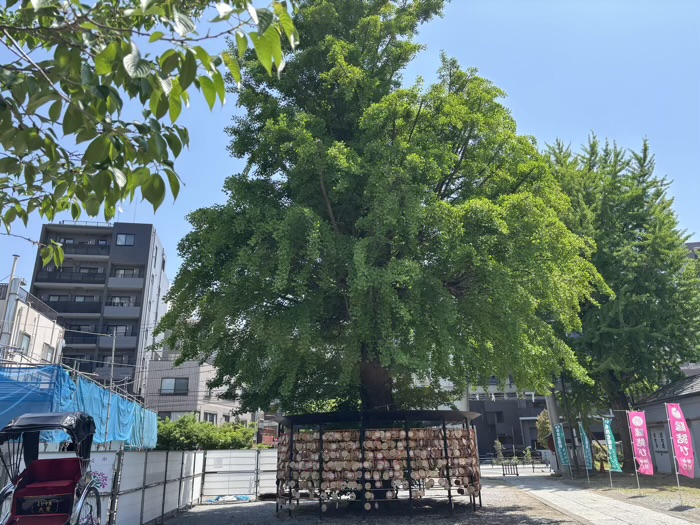 浅草　今戸神社　御神木（銀杏）