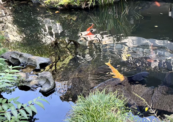 文京区　無量山 真珠院　築山・庭園