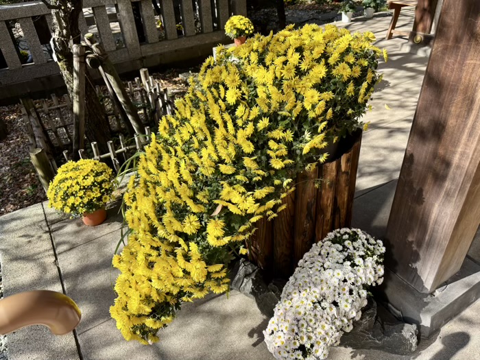 文京区　牛天神北野神社　菊わらべまつり