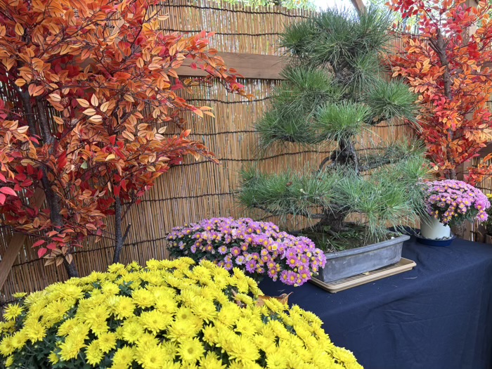 文京区　牛天神北野神社　菊わらべまつり