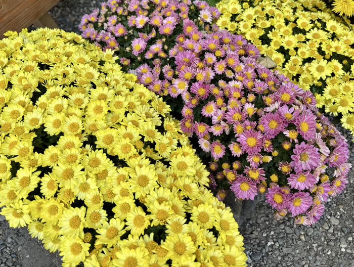 文京区　牛天神北野神社　菊わらべまつり
