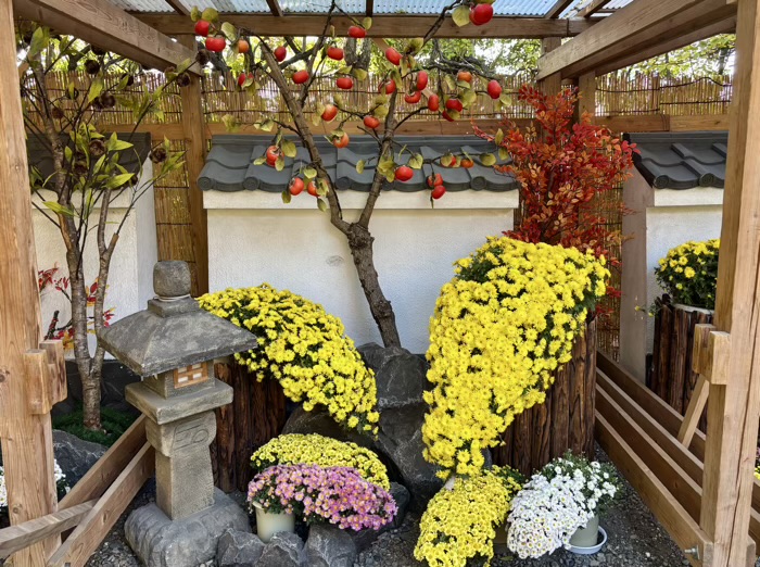 文京区　牛天神北野神社　菊わらべまつり