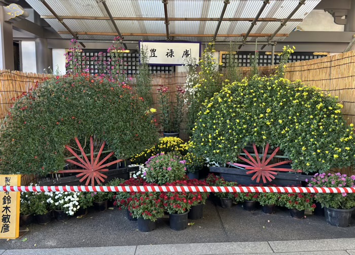 文京区 湯島天満宮 菊まつり