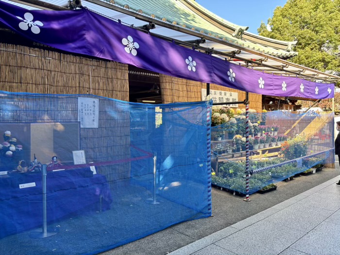 文京区 湯島天満宮 菊まつり