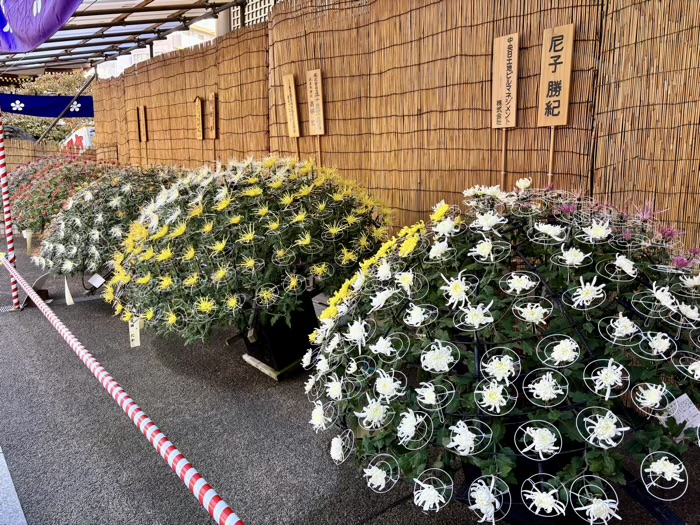 文京区 湯島天満宮 菊まつり