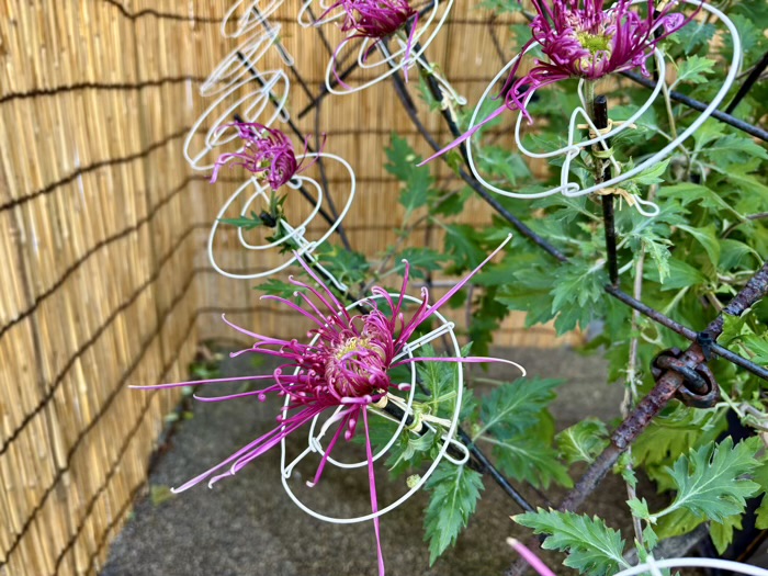 文京区 湯島天満宮 菊まつり