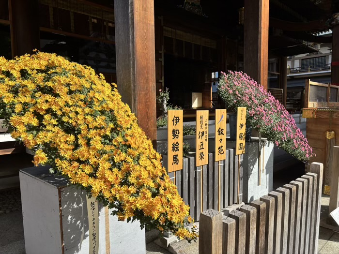 文京区 湯島天満宮 菊まつり