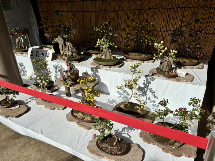 文京区 湯島天満宮 菊まつり