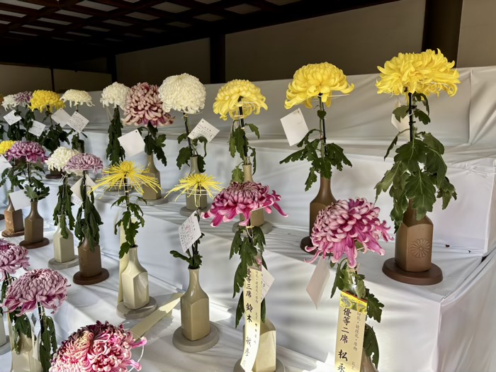 文京区 湯島天満宮 菊まつり