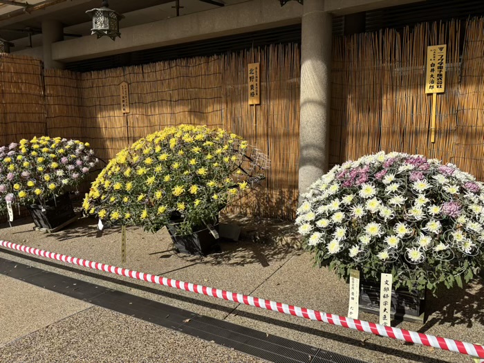 文京区 湯島天満宮 菊まつり