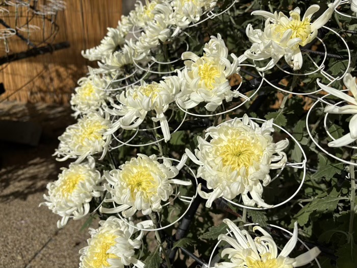 文京区 湯島天満宮 菊まつり