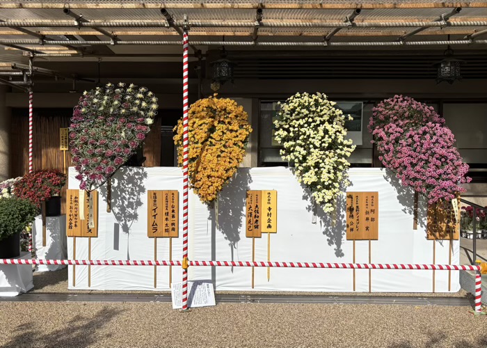 文京区 湯島天満宮 菊まつり