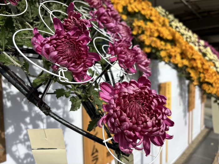 文京区 湯島天満宮 菊まつり