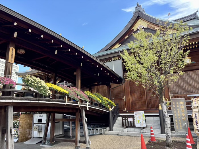 文京区 湯島天満宮 菊まつり