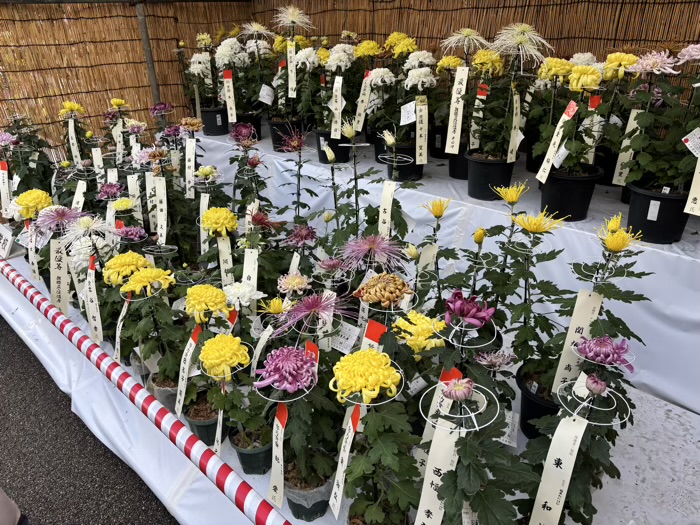 文京区 湯島天満宮 菊まつり