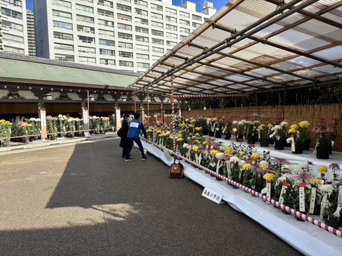 文京区 湯島天満宮 菊まつり