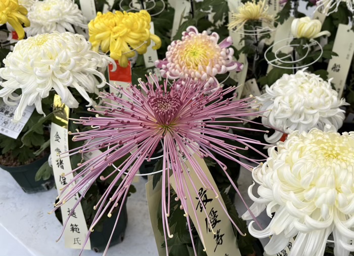 文京区 湯島天満宮 菊まつり