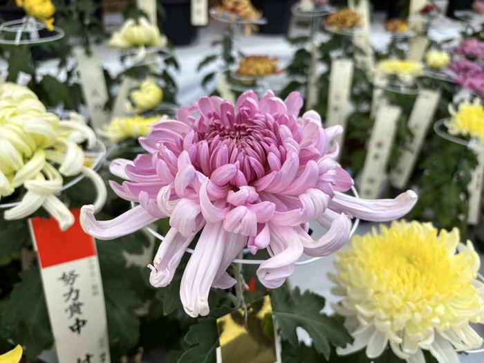 文京区 湯島天満宮 菊まつり