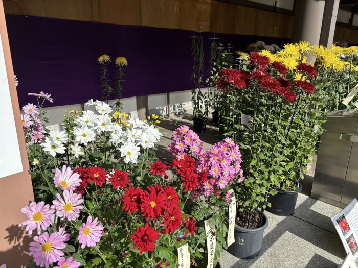 文京区 湯島天満宮 菊まつり