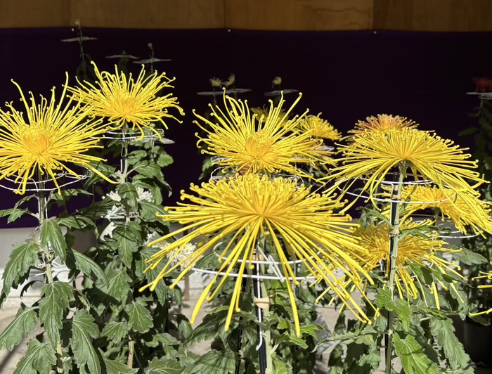 文京区 湯島天満宮 菊まつり