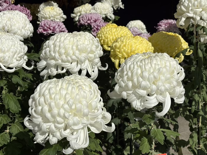 文京区 湯島天満宮 菊まつり