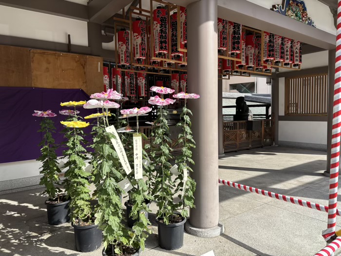 文京区 湯島天満宮 菊まつり