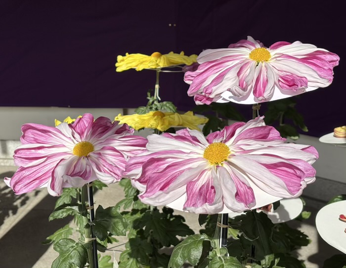 文京区 湯島天満宮 菊まつり