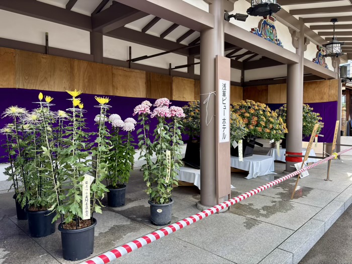 文京区 湯島天満宮 菊まつり