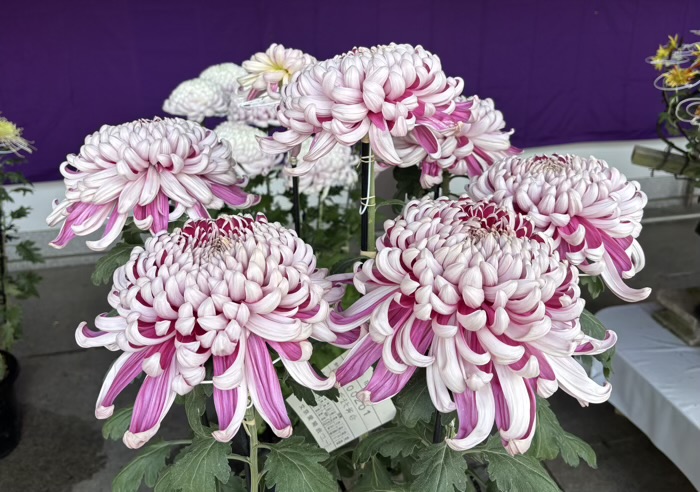 文京区 湯島天満宮 菊まつり