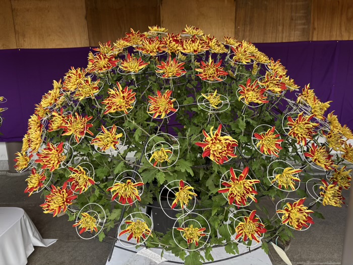 文京区 湯島天満宮 菊まつり