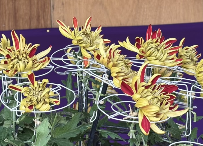 文京区 湯島天満宮 菊まつり