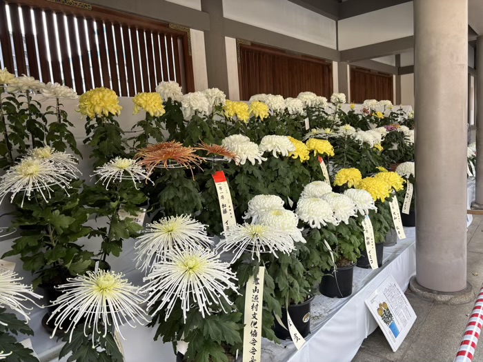 文京区 湯島天満宮 菊まつり