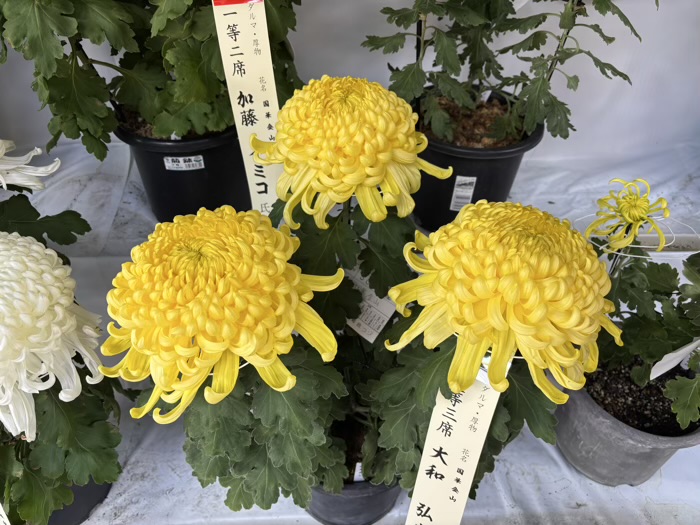 文京区 湯島天満宮 菊まつり