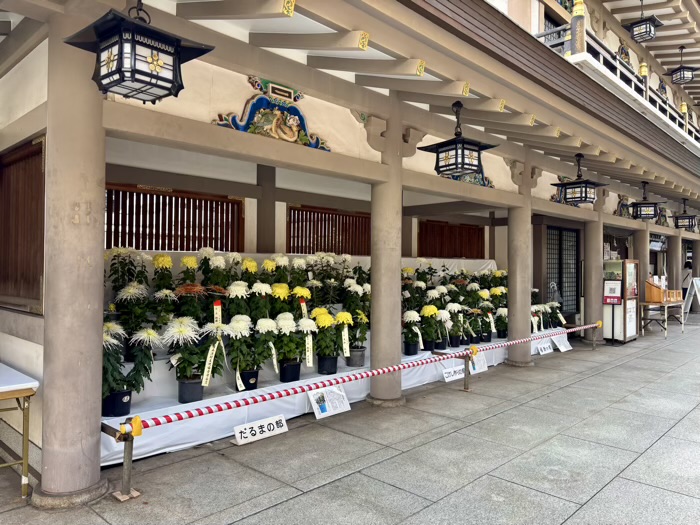 文京区 湯島天満宮 菊まつり