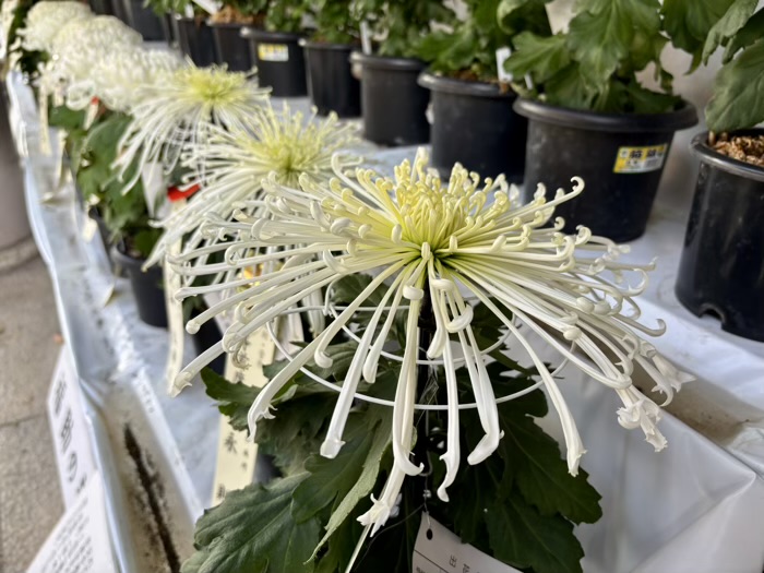 文京区 湯島天満宮 菊まつり