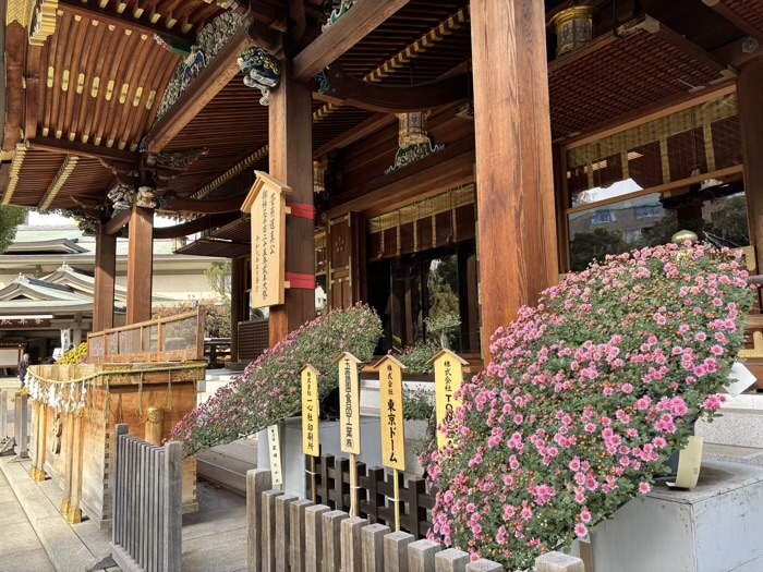 文京区 湯島天満宮 菊まつり