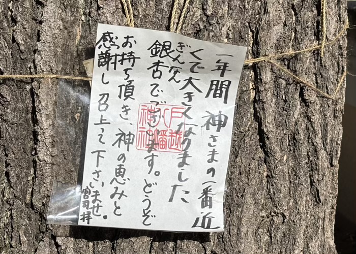 品川区 戸越八幡神社 銀杏