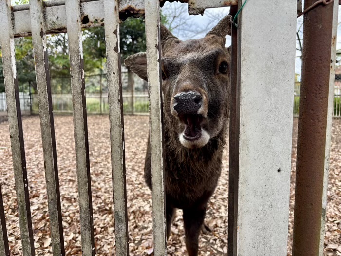 横浜 戸塚 相州春日神社 神鹿