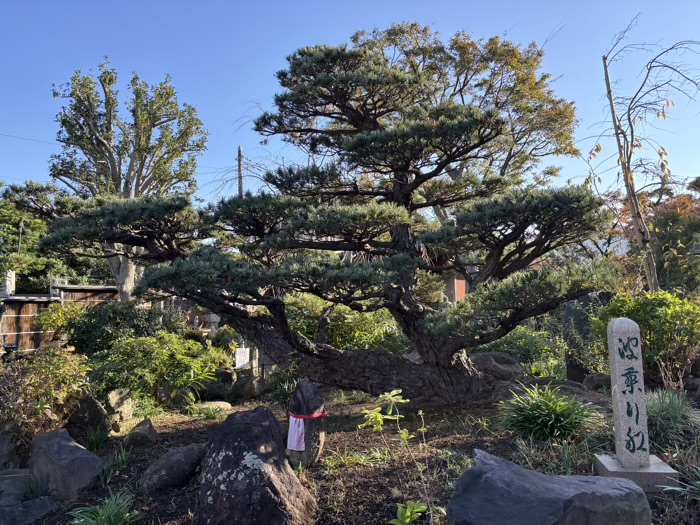 大和　常泉寺　五葉松